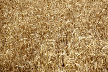 Ripe Wheat Field Palouse Washington State