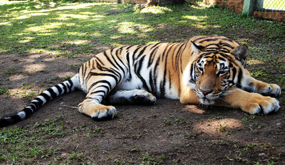 Bengal Tiger lying down