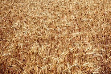Ripe Wheat Field Palouse Washington State