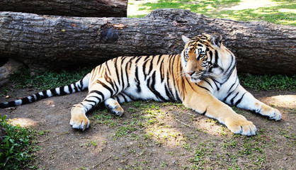 Bengal Tiger