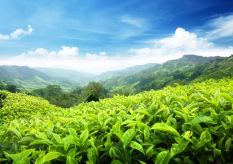 Deurstickers Tea plantation Cameron highlands, Malaysia © Iakov Kalinin
