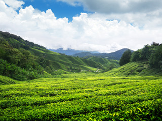 Fototapeta na wymiar Plantacja herbaty Cameron Highlands, Malezja