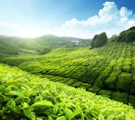 Rolgordijnen Tea plantation Cameron highlands, Malaysia © Iakov Kalinin