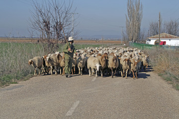 Controlando el rebaño