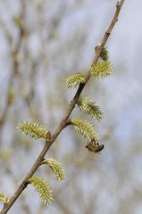 Close-up on a bee under a green flower
