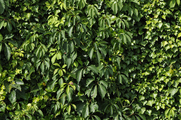 Green vegetation wall with lot of leafs