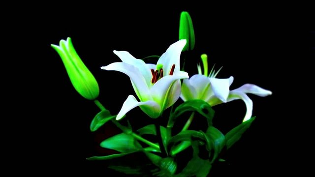 Time lapse fleur de Lys