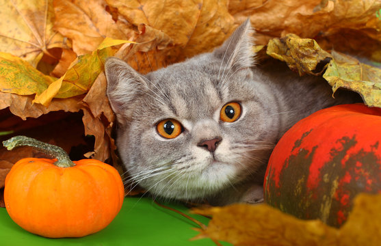 British cat with a pumpkin