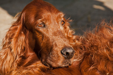 Irsih Setter