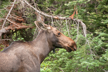 Naklejka na ściany i meble Young Moose in the woods