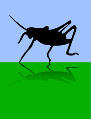 Grasshopper - vector