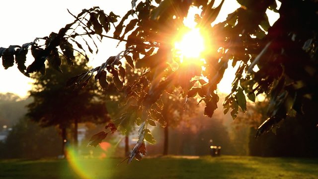 Sp&auml;tsommer Sonne Bl&auml;tter