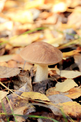 boletus among the fallen yellow leaves