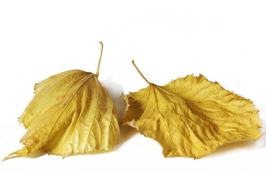 Yellow  Autumanl Withered Leaves