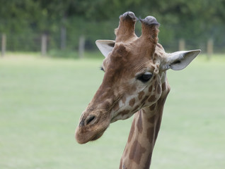 Giraffe Portrait