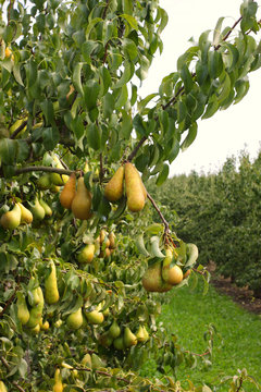 pear orchard, loaded with pears under the summer sun
