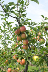 apple orchard in summer, covered with colorful apples