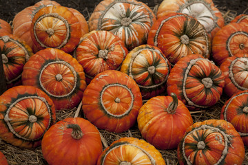 Selection of Turks Head Pumpkins