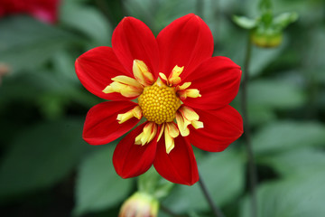 Red & Gold Dahlia