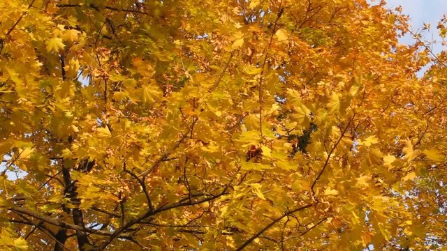 Yellow leaves, trees, autumn.