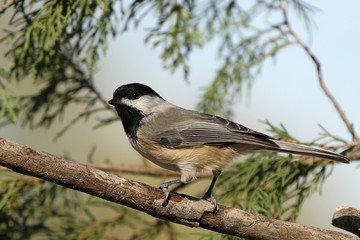 Obraz premium Black Capped Chickadee