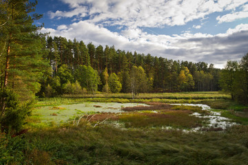 Fototapeta na wymiar Forest and swamps at autumn