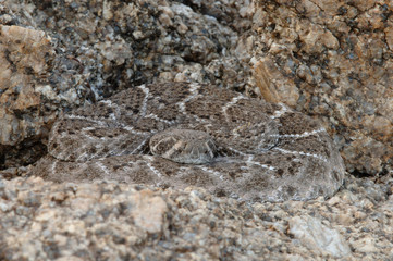 Western Diamondback Rattlesnake