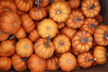 miniature pumpkins