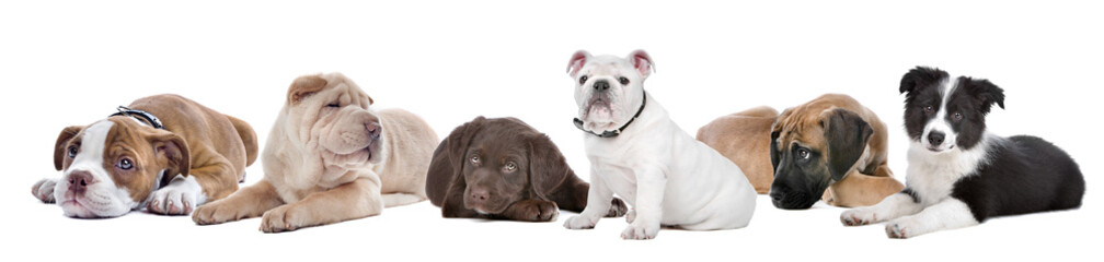 large group of puppies on a white background