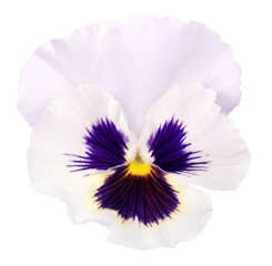 heartsease on white background