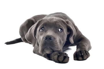 Cane corso puppy
