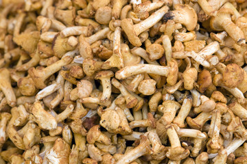chanterelles background