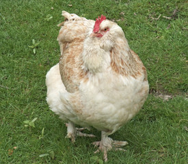 light brown chicken on green grass