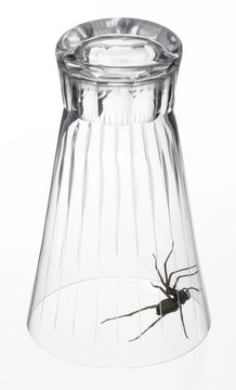 spider under a drinking glass