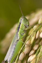 稲穂とバッタ
