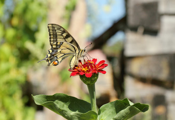 Swallowtail