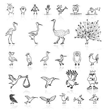 Sketch of funny birds for your design
