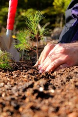 Hands planting a young pine tree