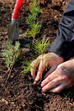 Hands Planting A New Forest