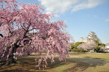 姫路城と枝垂れ桜1-1