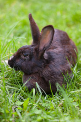 black rabbit