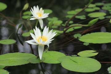 熱帯睡蓮 神代植物公園