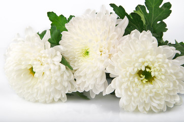 three white chrysanthemums