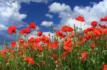 field of red poppies