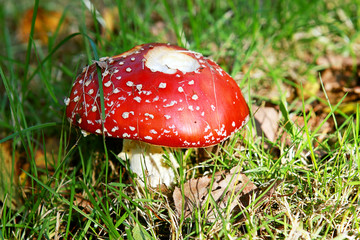 fly agaric