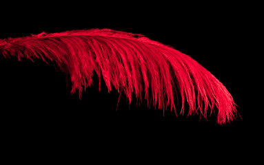 Red feather