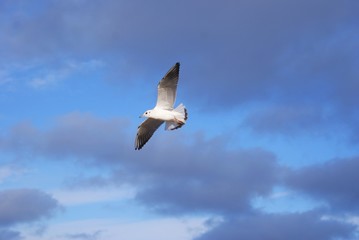 Seagull