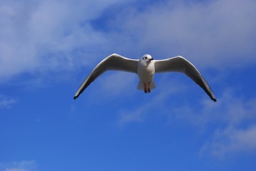 Seagull