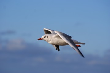 Seagull