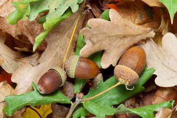 Acorns © roger ashford